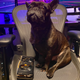 The author’s pup, Remy, shows no remorse for the damage he did to this graphics card.